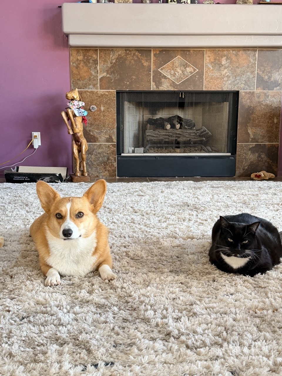 The corgi and the cat on the rug by the fire
