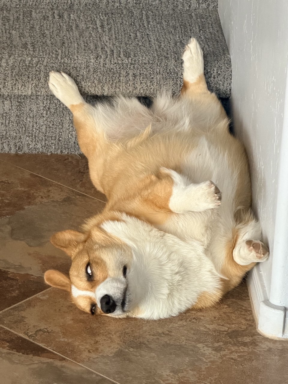 The corgi upside down at the foot of the stairs